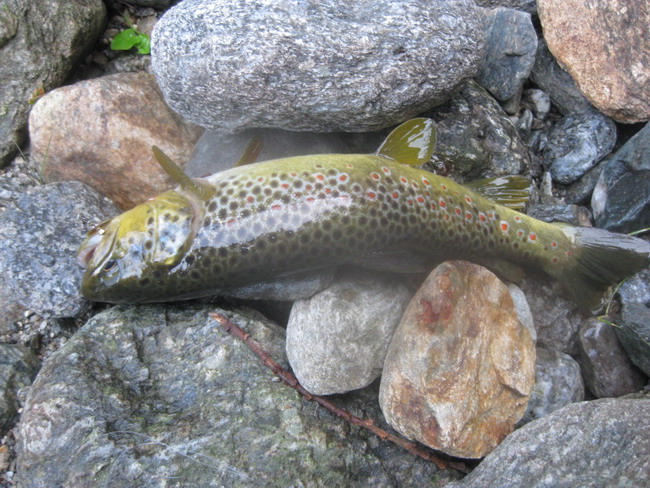 Salmo trutta ceppo mediterraneo?